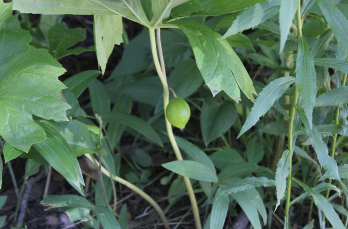 Podophyllum peltatum L. (mayapple), fruit