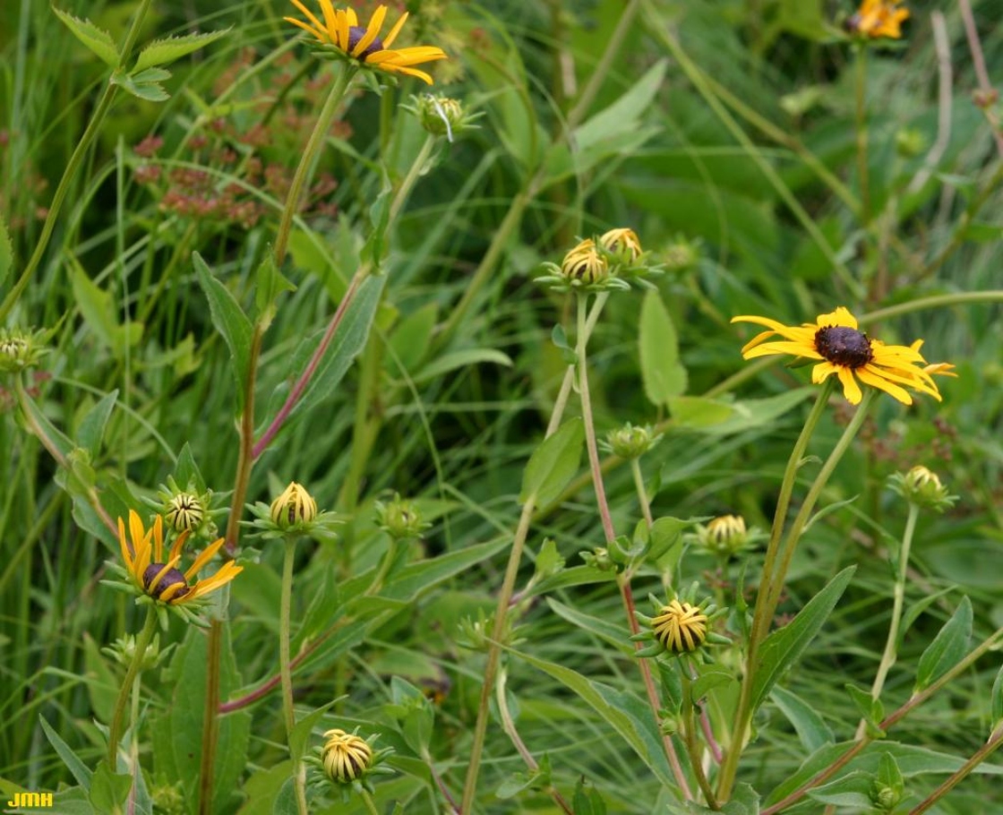 Rudbeckia fulgida var. speciosa (Wender.) Perdue (showy black-eyed Susan), flowers, leaves, stems
