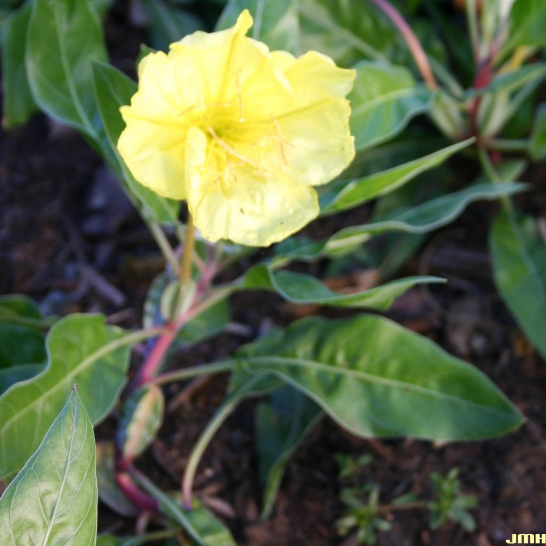 Oenothera macrocarpa Nutt. (Ozark sundrops), flower, leaves