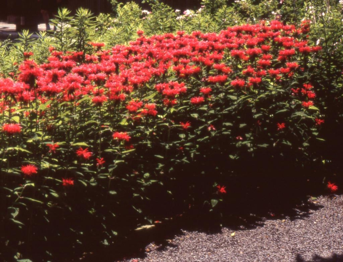 Monarda didyma L. (beebalm), form