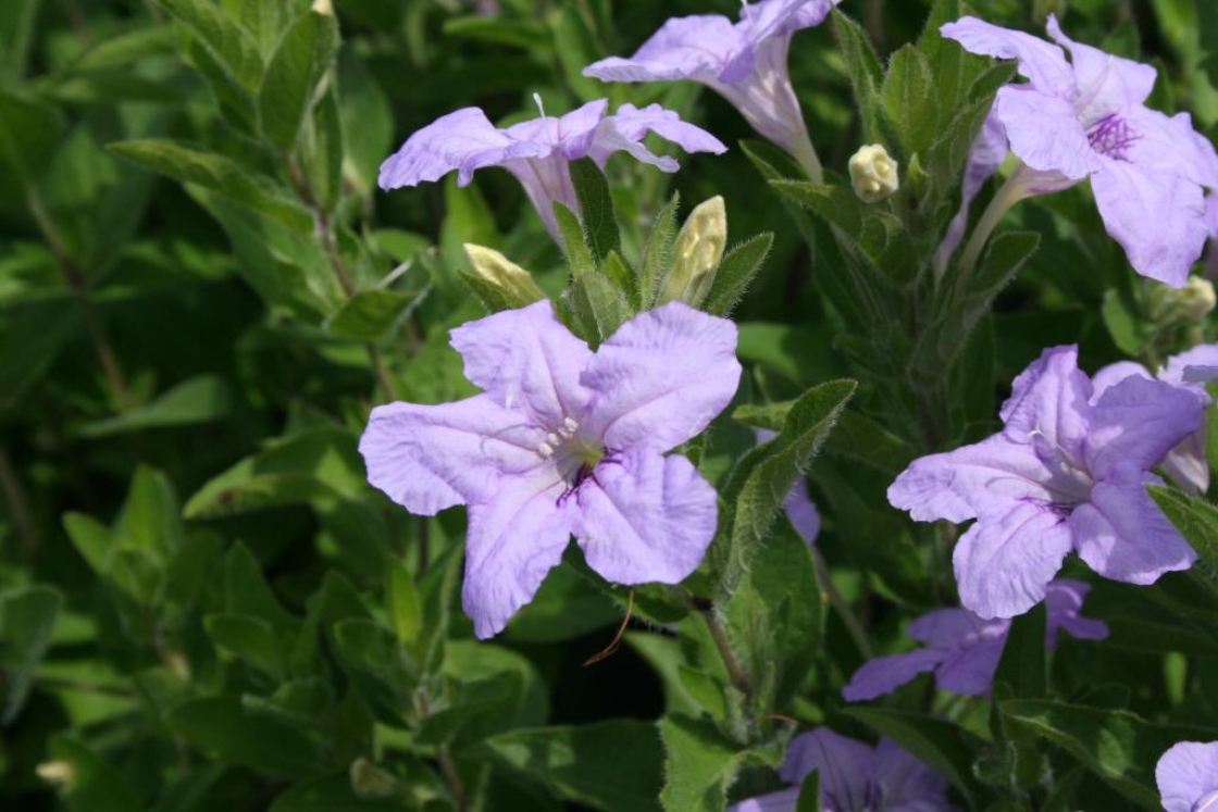 Ruellia humilis Nutt. (wild petunia), flower buds