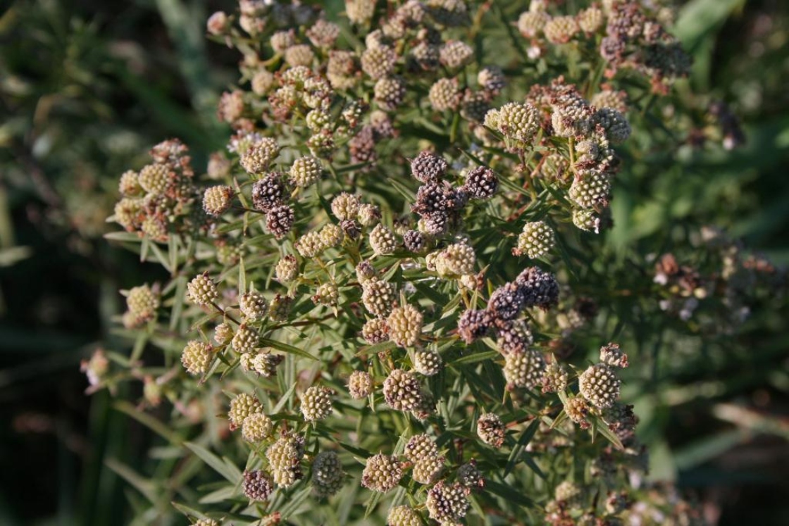 Pycnanthemum virginianum (L.) T. Durand & B. D. Jacks. (common mountain mint), fruit