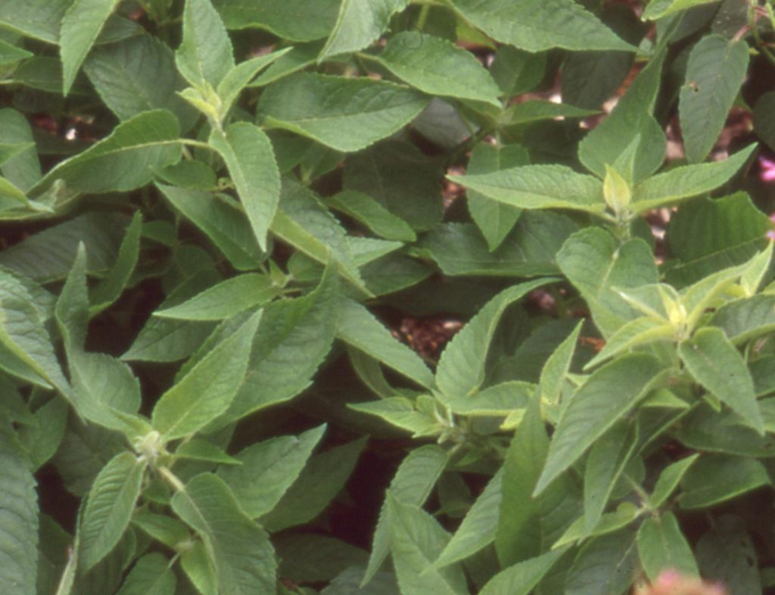 Monarda didyma L. (beebalm), leaves