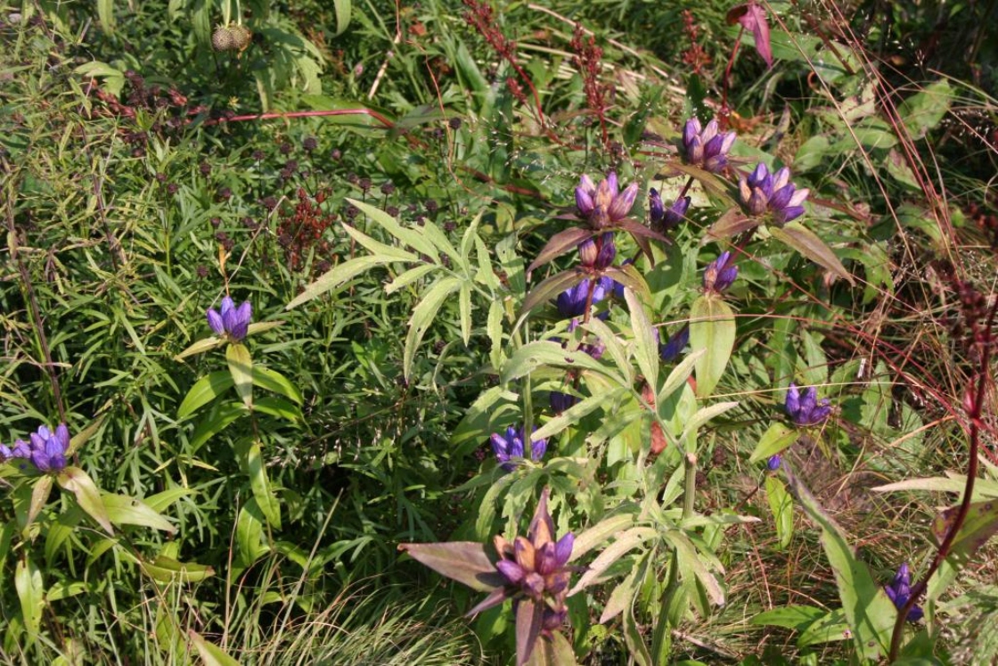 Gentiana andrewsii Griseb. (Closed Bottle Gentian), form