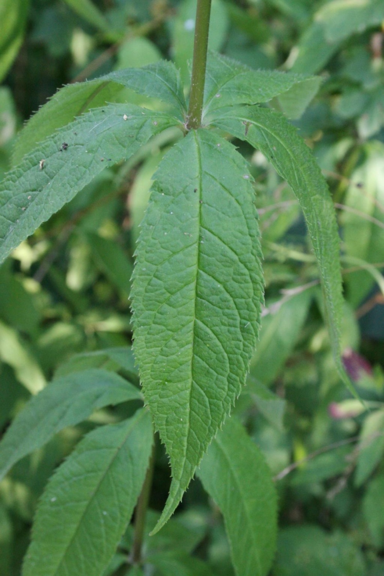 Veronicastrum virginicum (Culver's Root), leaf, summer, leaf, upper surface