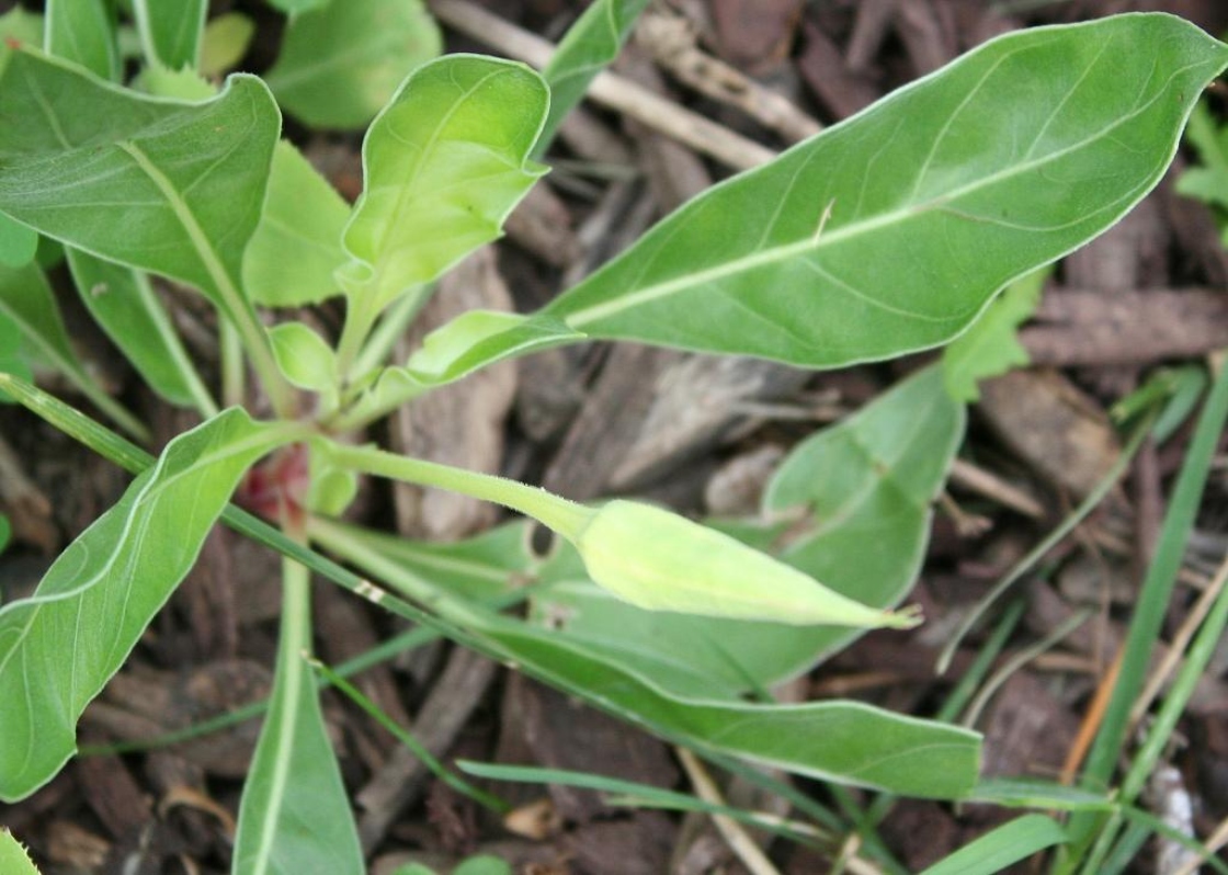 Oenothera macrocarpa Nutt. (Ozark sundrops), flower bud