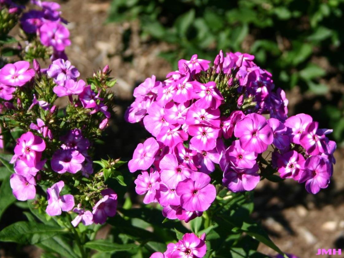 Phlox paniculata ‘Laura’ (Laura garden phlox), flowers