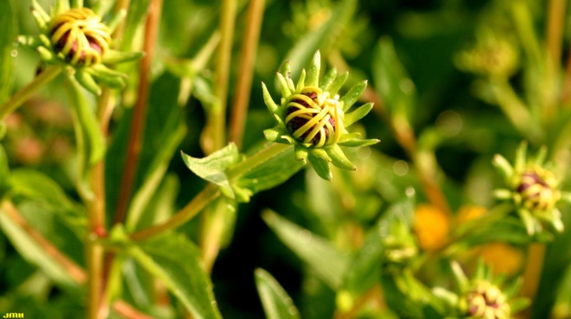 Rudbeckia subtomentosa Pursh (sweet black-eyed Susan), several emerging flowers 