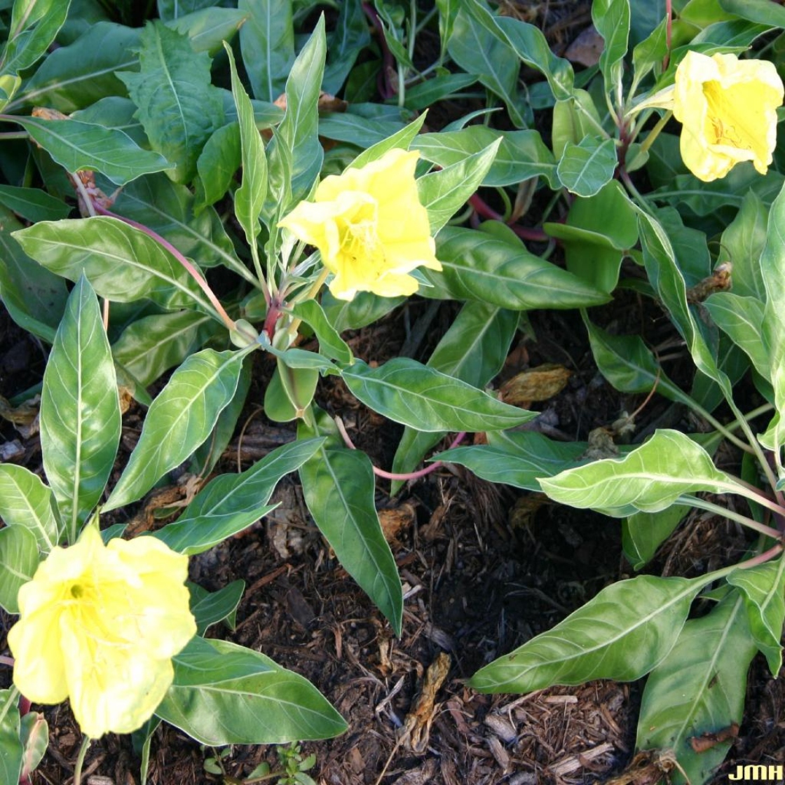 Oenothera macrocarpa Nutt. (Ozark sundrops), growth habit