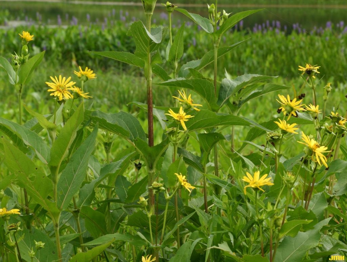 Silphium perfoliatum L. (cup plant), flowers, stem, and leaves