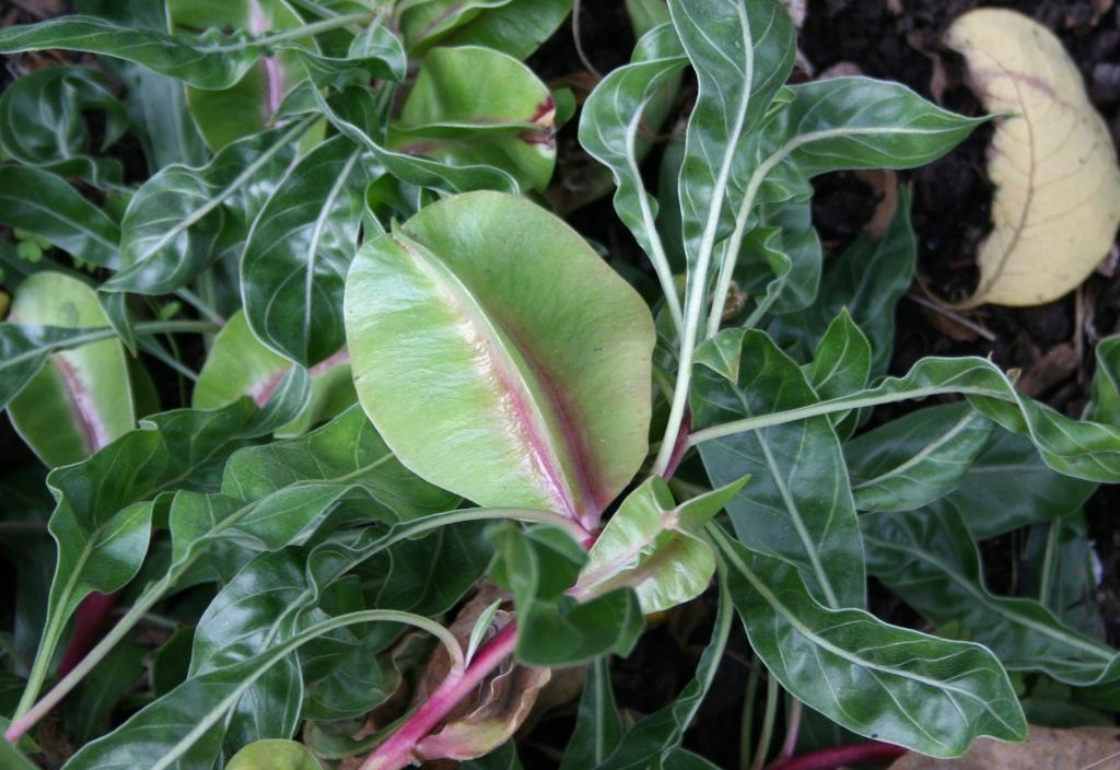 Oenothera macrocarpa Nutt. (Ozark sundrops), fruit
