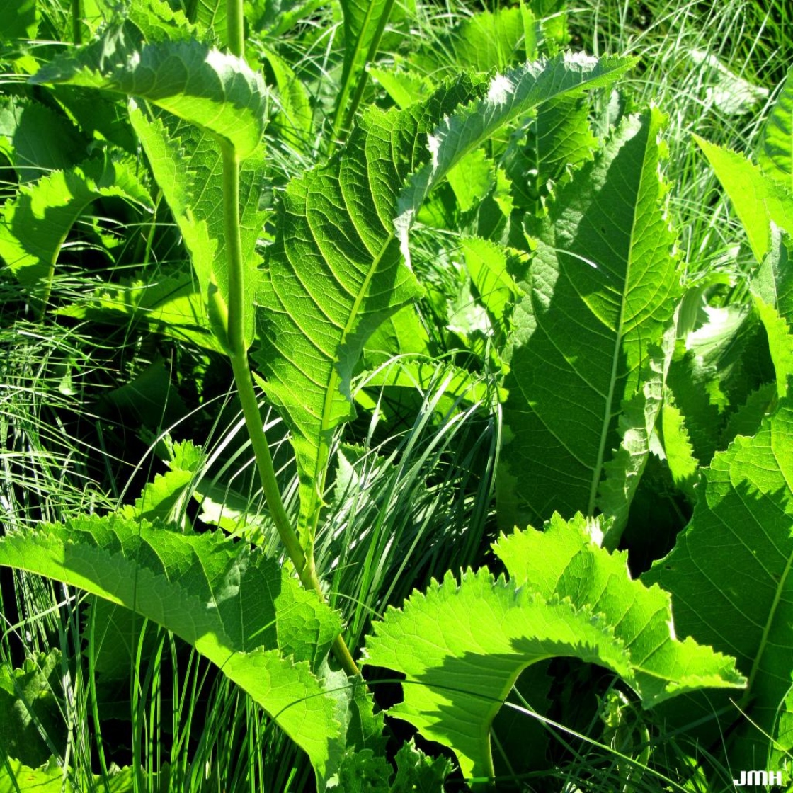 Parthenium integrifolium L. (wild quinine), close-up of foliage
