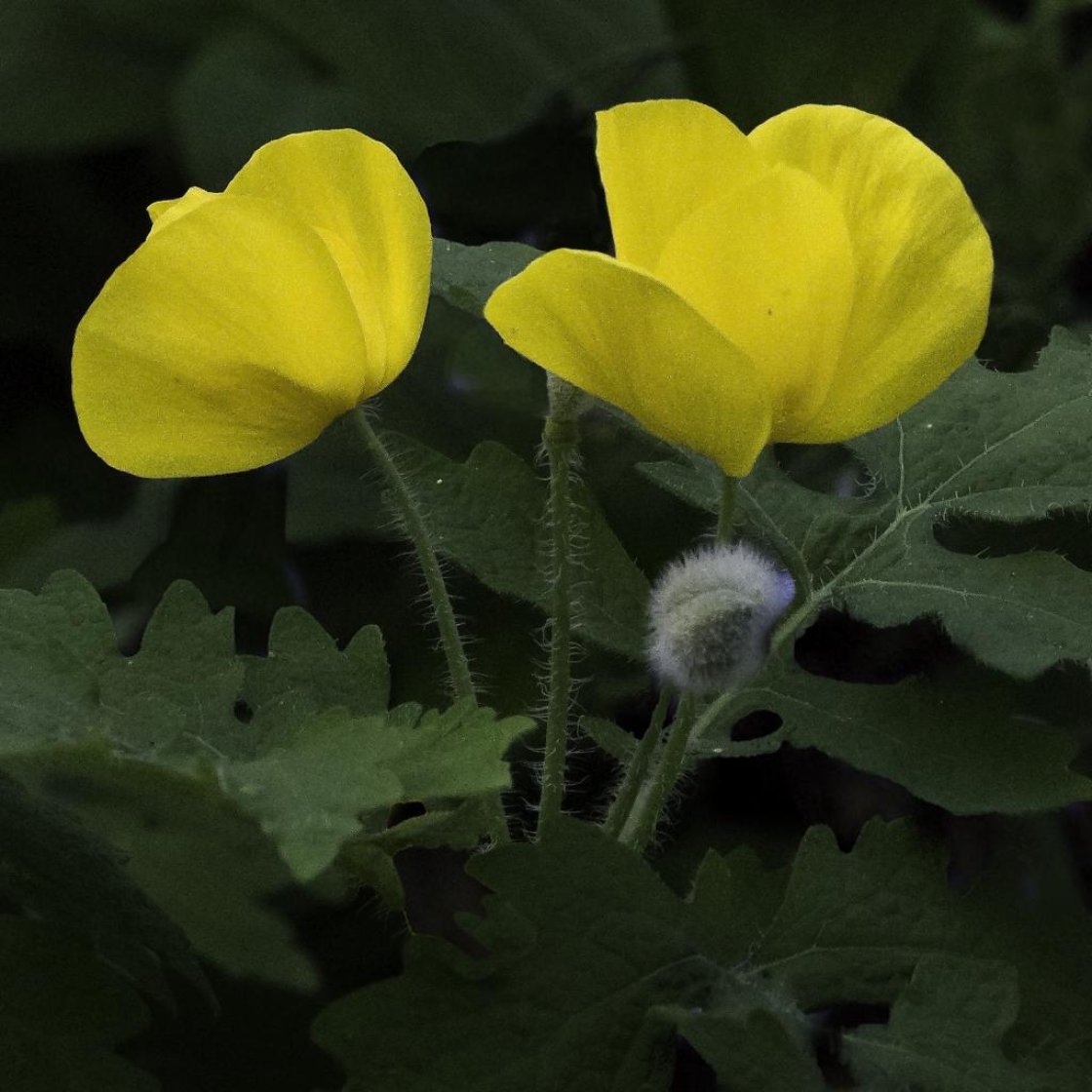 Stylophorum diphyllum (Michx.) Nutt. (celandine-poppy), close-up of flowers