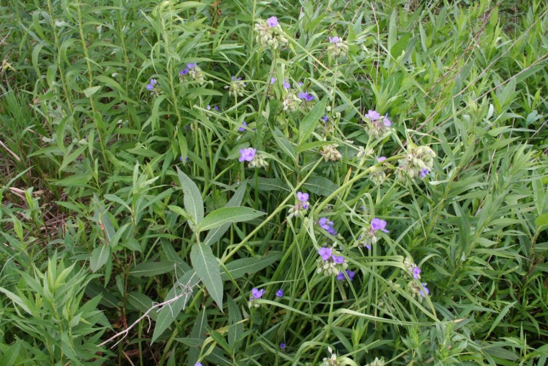 Tradescantia virginiana L. (spiderwort), form