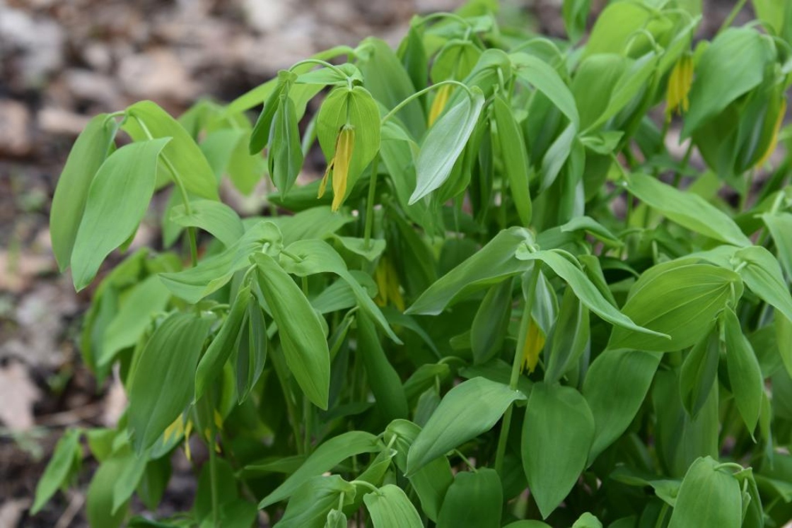 Uvularia grandiflora (Bellwort), leaf, spring
