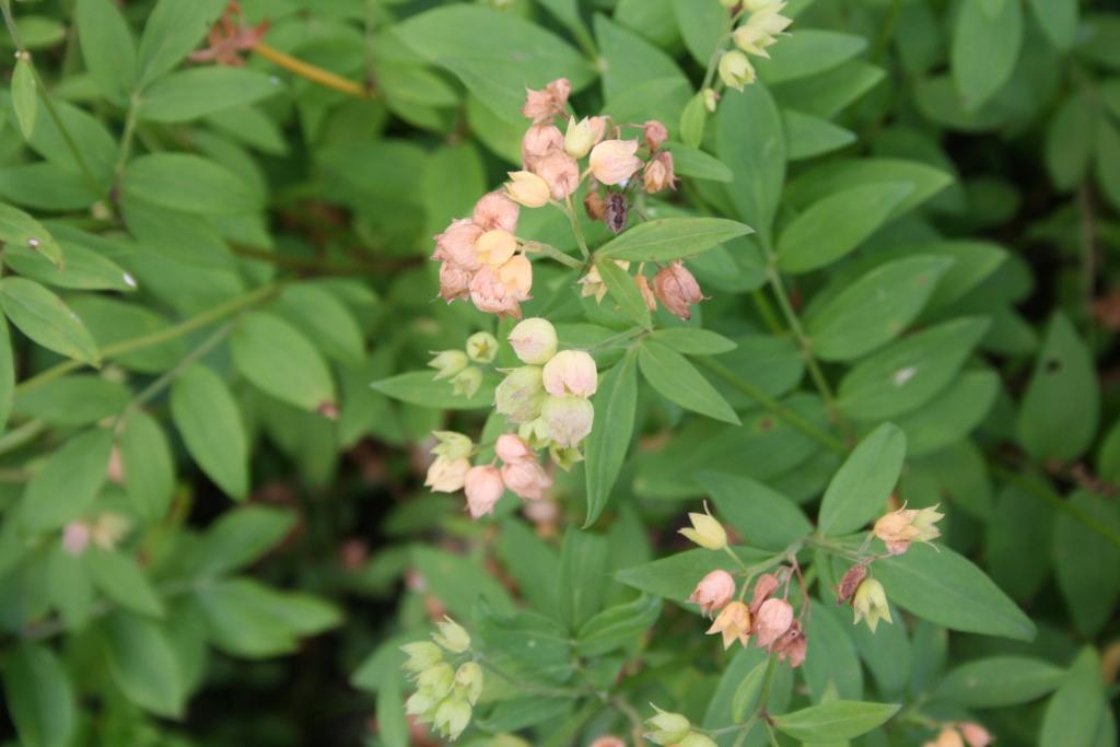 Polemonium reptans L. (Jacob’s ladder), fruit