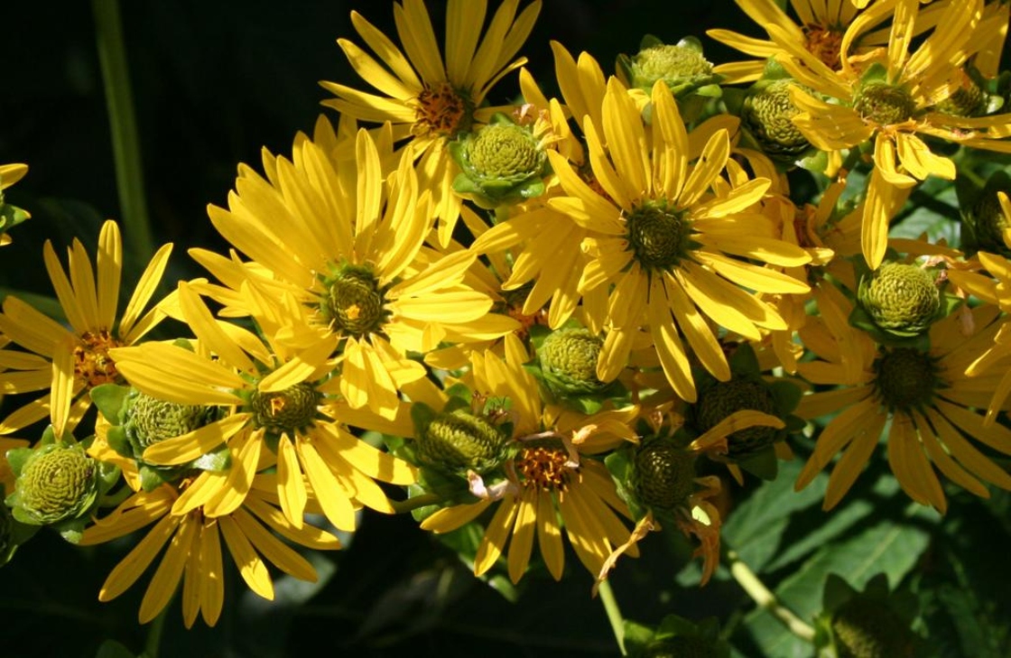 Silphium perfoliatum L. (cup plant), fruit