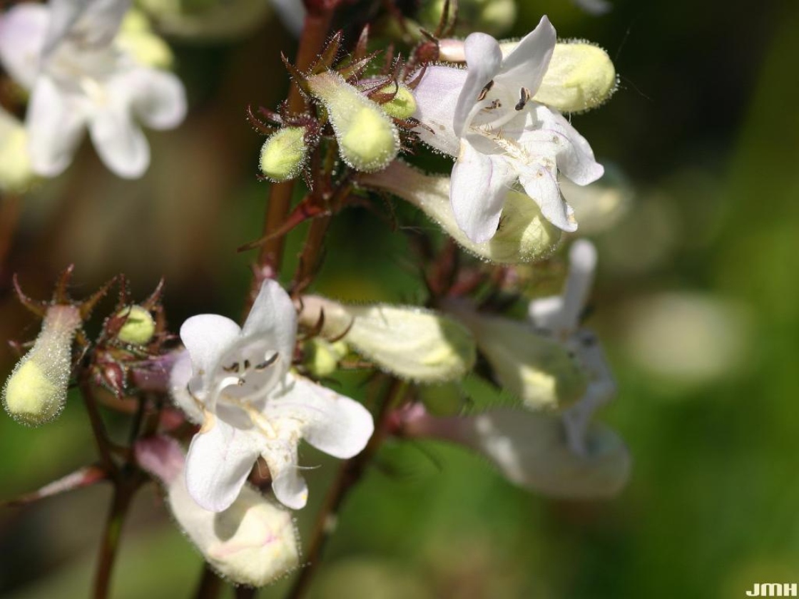 Penstemon digitalis ‘Husker Red’ (Husker Red foxglove penstemon), macro close-up of flowers