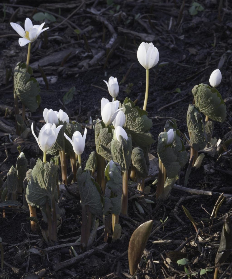 Bloodroot Flowers, Habit