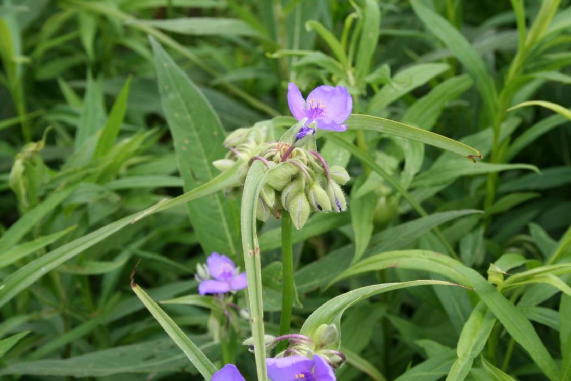 Tradescantia virginiana L. (spiderwort), flower buds