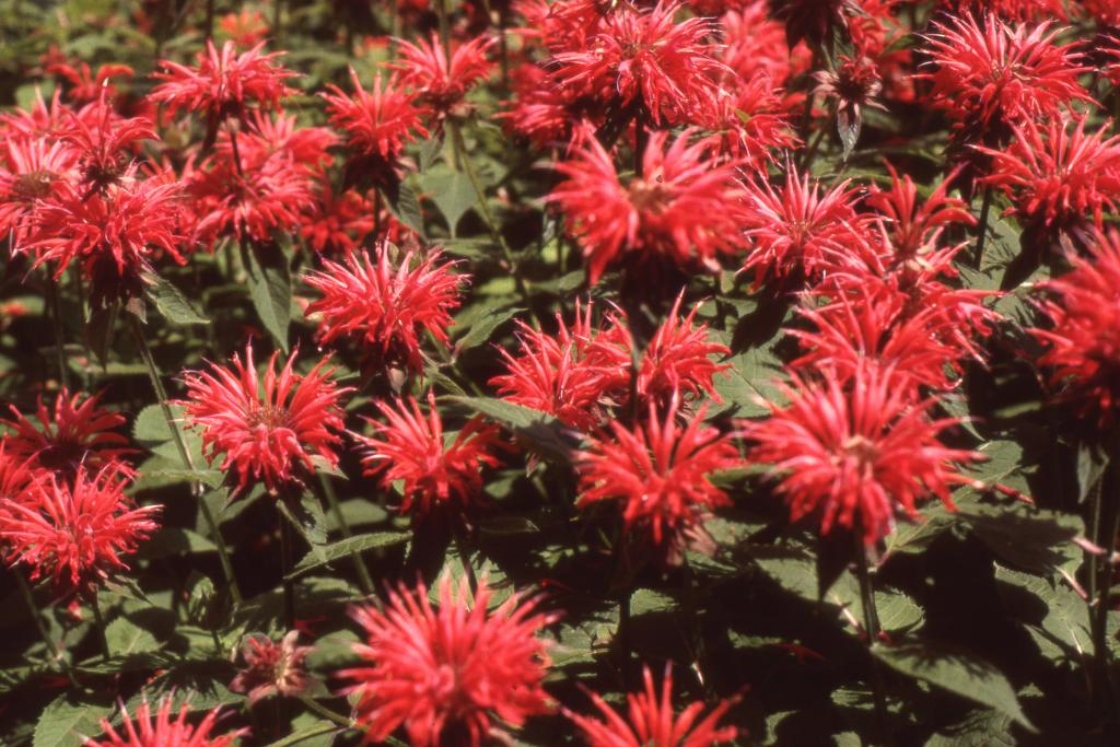 Monarda didyma L. (beebalm), flowers