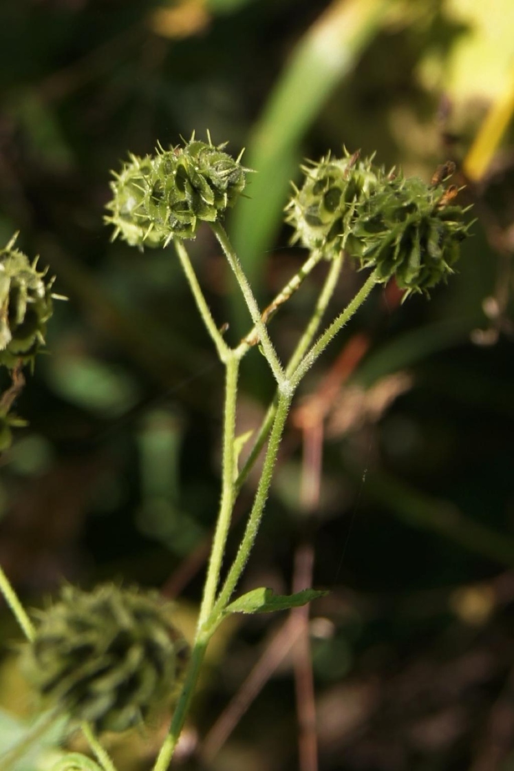 Verbesina alternifolia (Wingstem), fruit, mature, infructescence