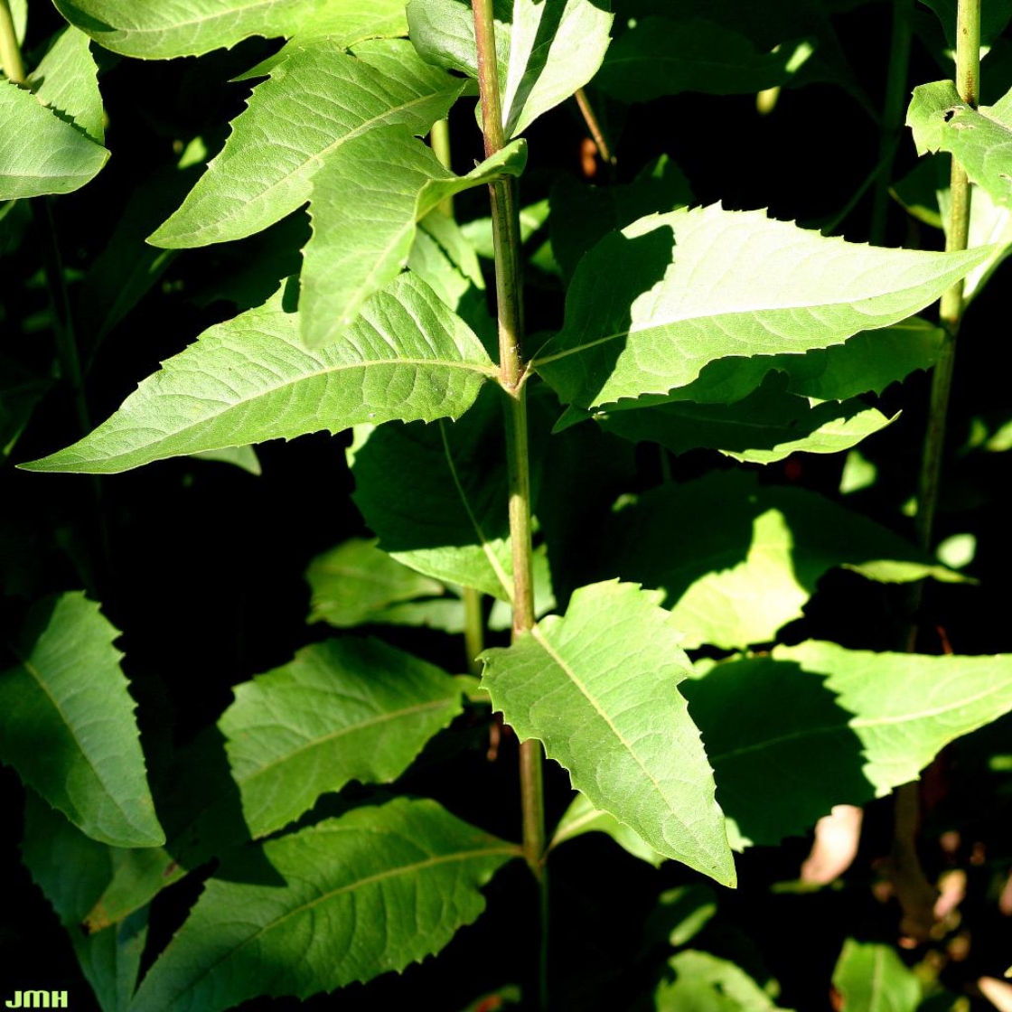 Silphium integrifolium Michx. (rosinweed), leaves