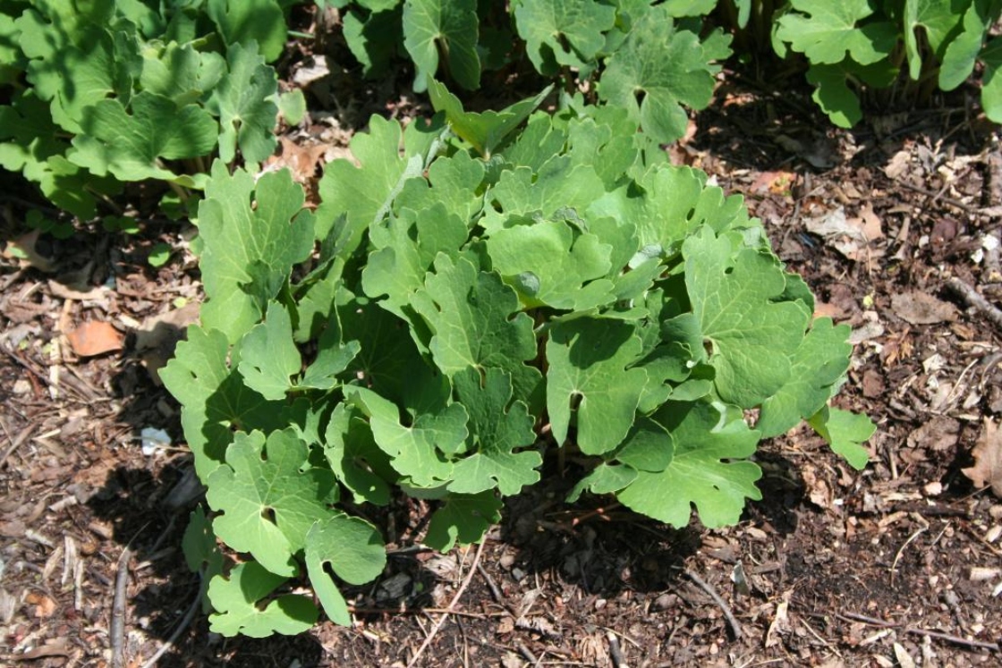 Sanguinaria canadensis L. (bloodroot), leaves, habit