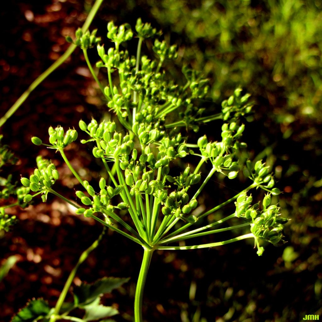 Zizia aurea (L.) W. D. Koch (golden alexanders), unripe fruits in umbels