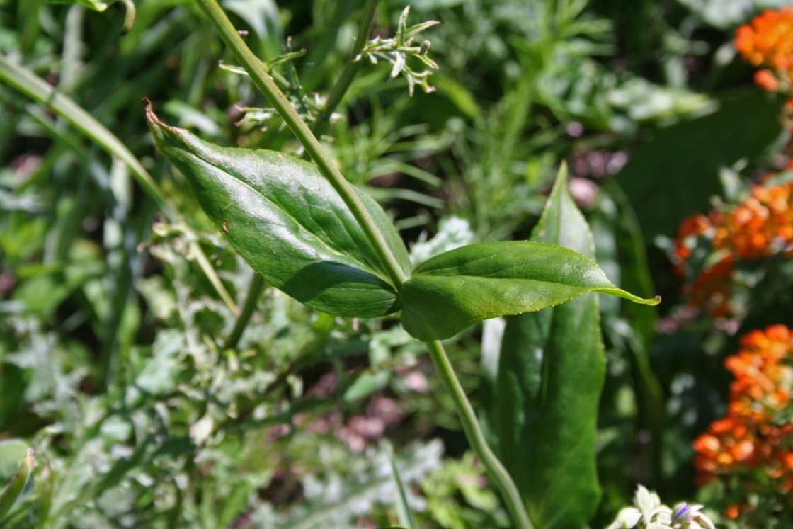 Penstemon digitalis Nutt. (foxglove penstemon), leaves