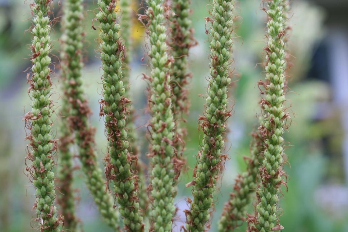 Veronicastrum virginicum (L.) Farw. (Culver’s root), fruit