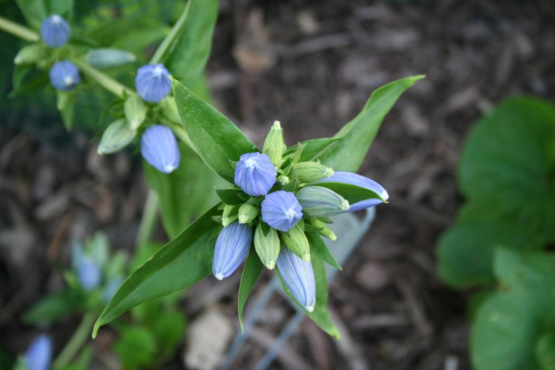 Gentiana andrewsii Griseb. (Closed Bottle Gentian), flower buds