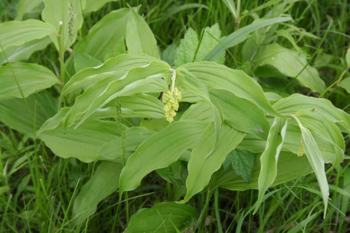 Maianthemum racemosum (L.) Link (feathery false Solomon’s seal), flower buds