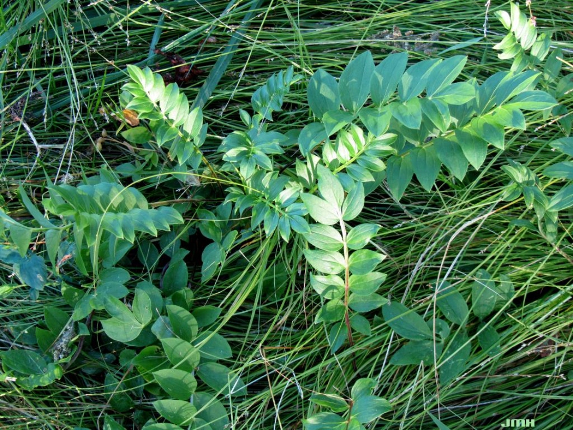 Polemonium reptans L. (Jacob’s ladder), growth habit