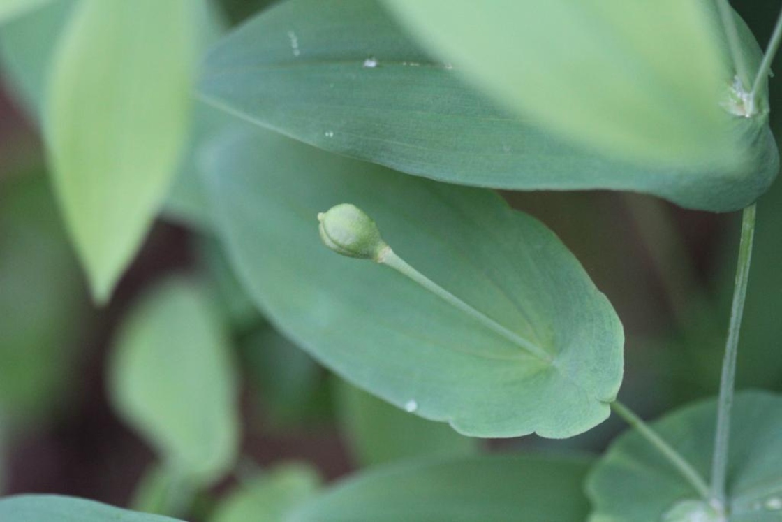 Uvularia grandiflora Sm. (bellwort), fruit