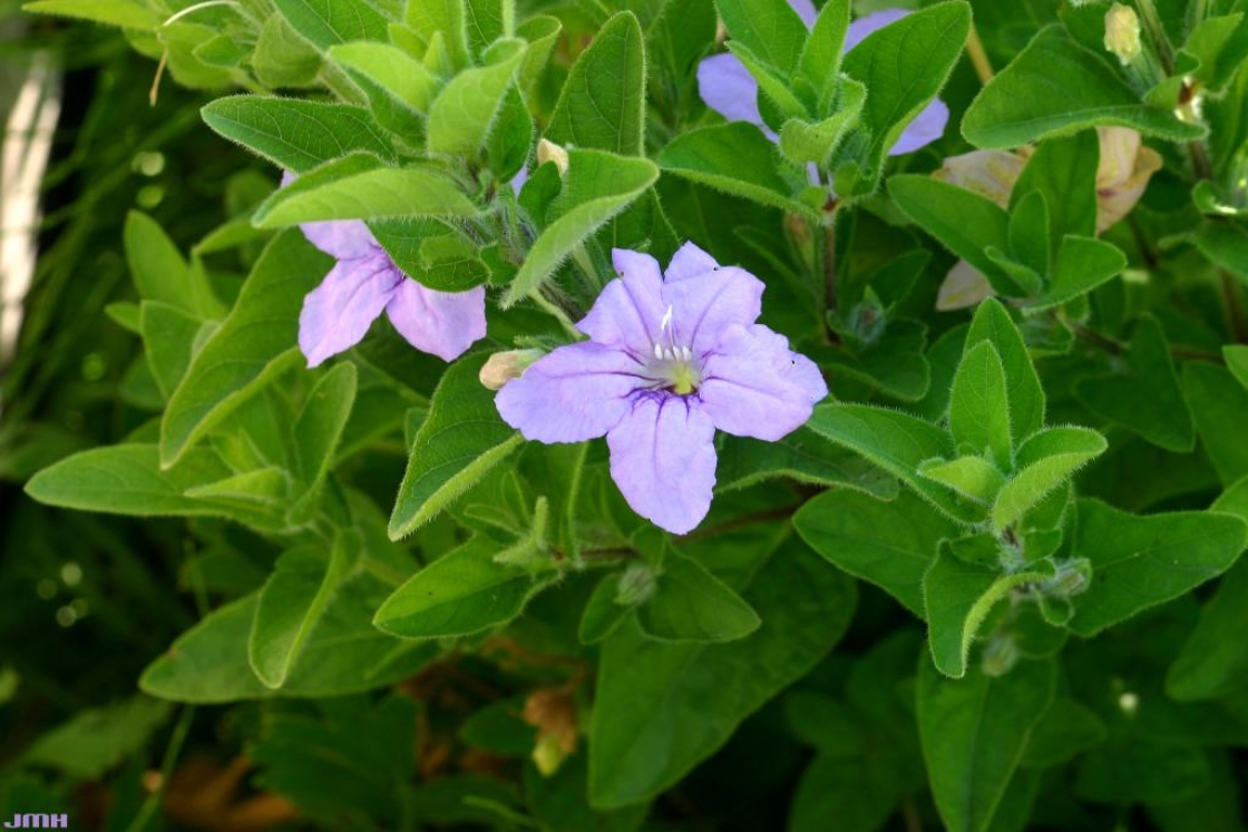 Ruellia humilis (wild petunia), flowers, leaves