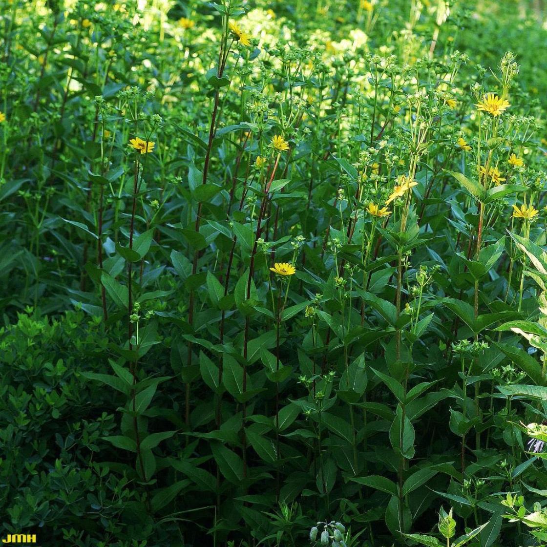 Silphium integrifolium Michx. (rosinweed), habit