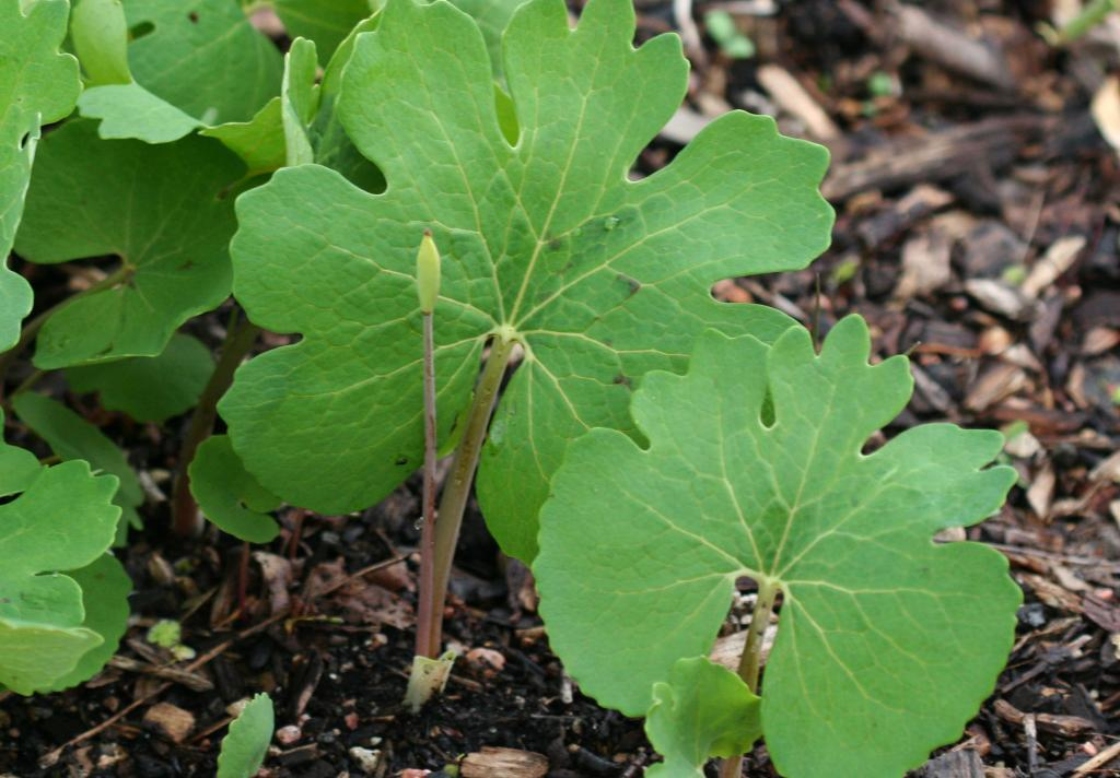 Sanguinaria canadensis L. (bloodroot), fruit and leaves
