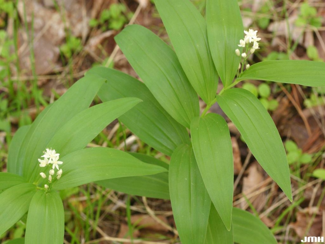 Feathery false Solomon’s seal | The Morton Arboretum