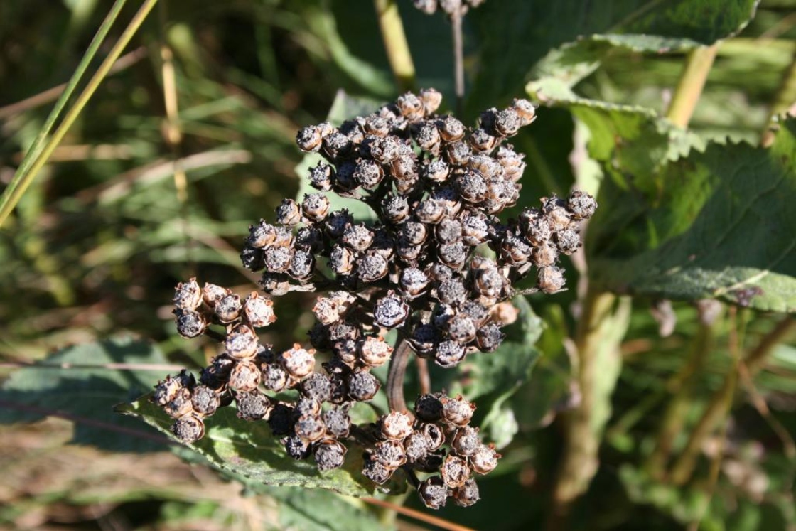 Parthenium integrifolium L. (wild quinine), fruit