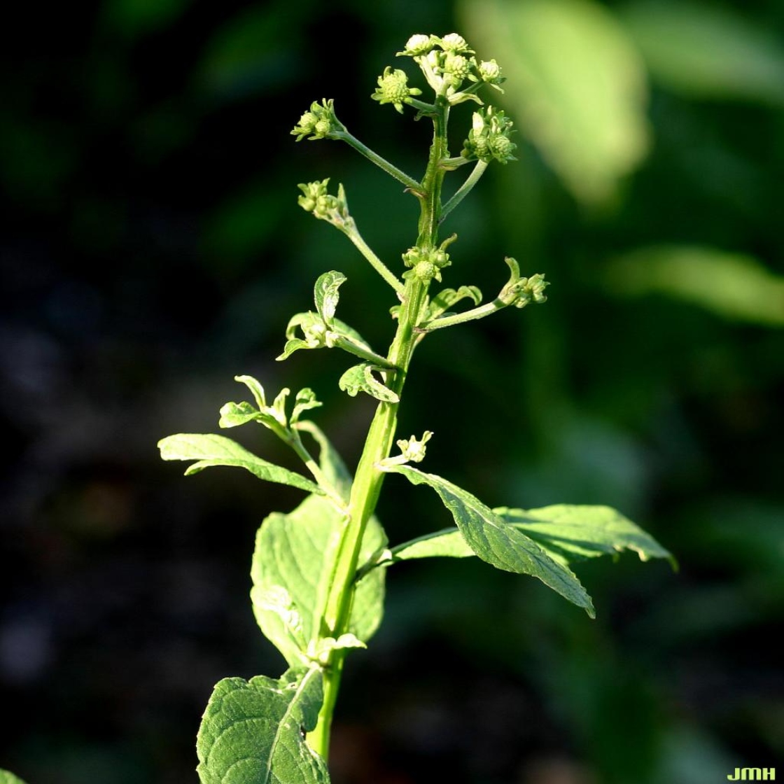 Verbesina alternifolia (L.) Britt. ex Kearney (wingstem), leaves, stem, and flower buds