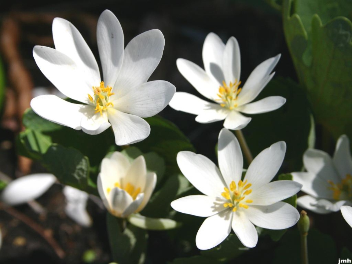Sanguinaria canadensis L. (bloodroot), flowers