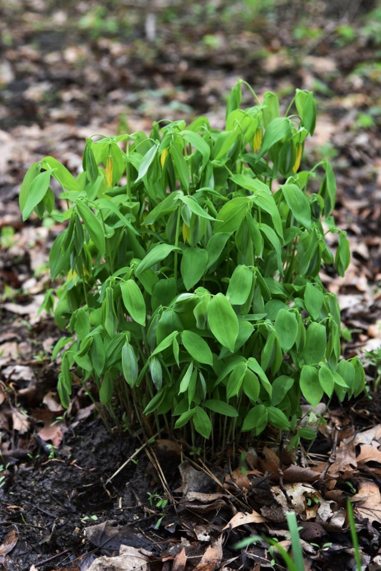Uvularia grandiflora (Bellwort), habit, spring