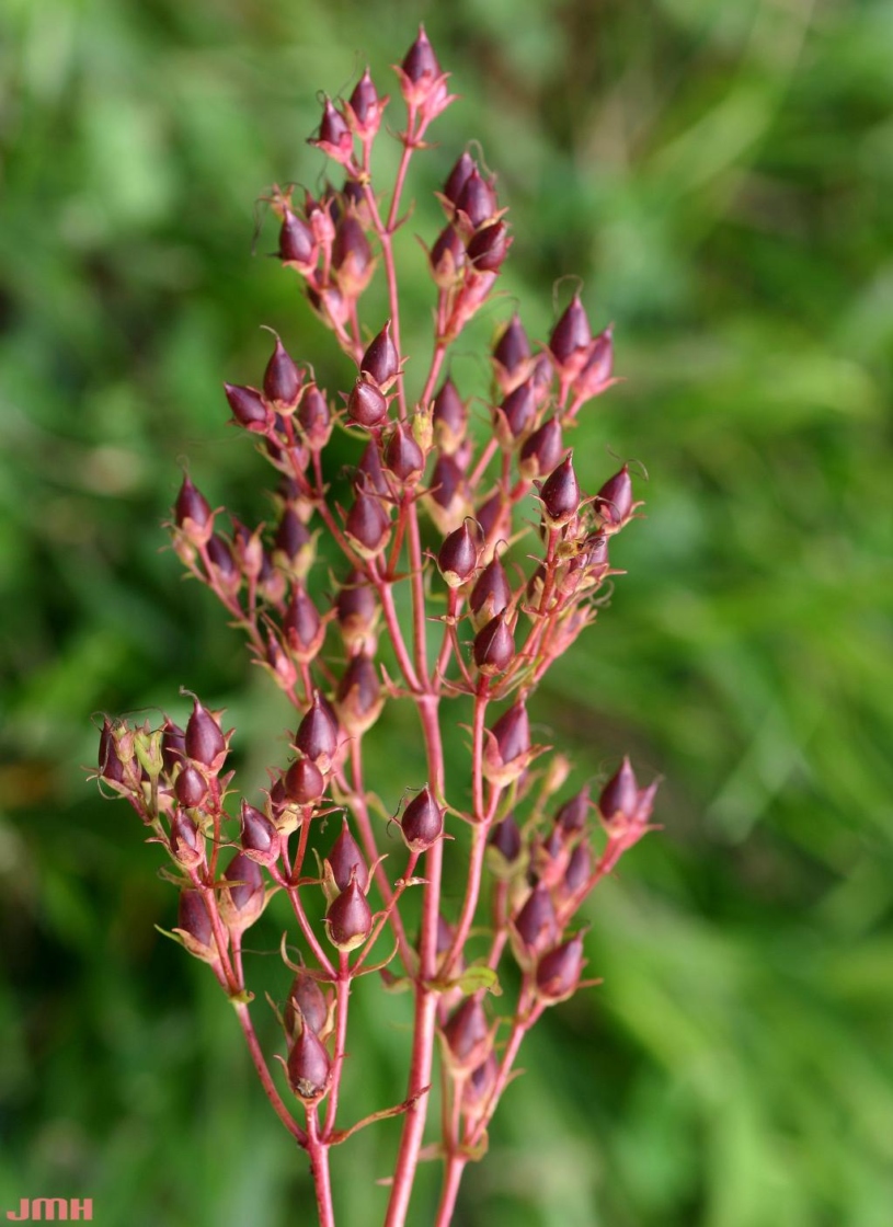 Penstemon digitalis Nutt. (foxglove penstemon), seed pods