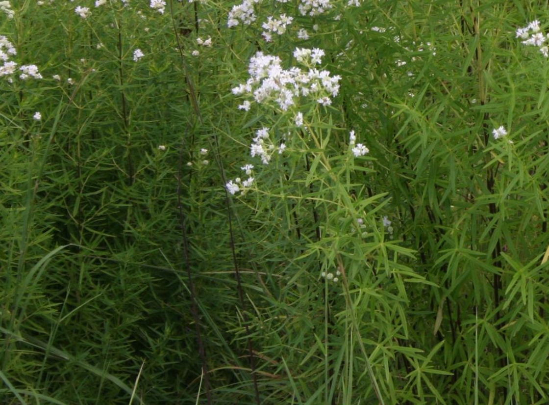 Pycnanthemum virginianum (L.) T. Durand & B. D. Jacks. (common mountain mint), leaves