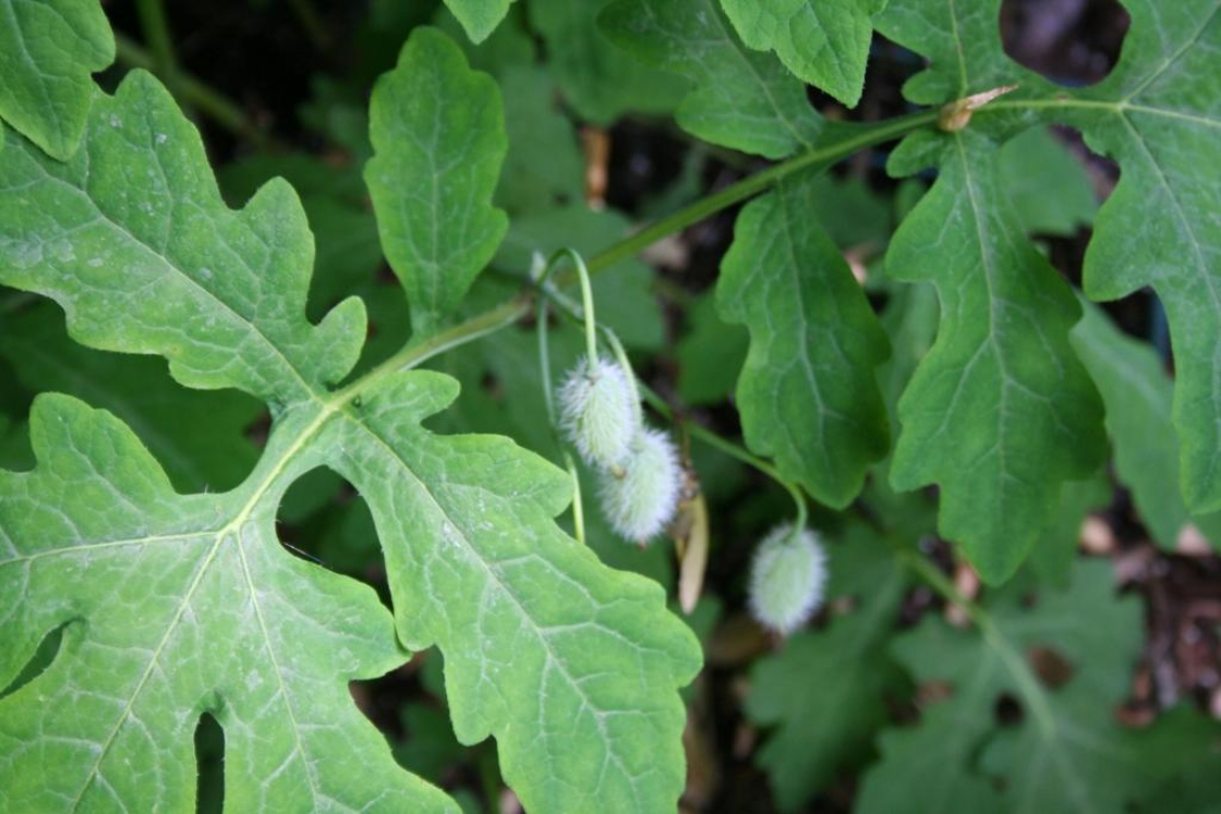 Stylophorum diphyllum (Michx.) Nutt. (celandine-poppy), fruit and leaves
