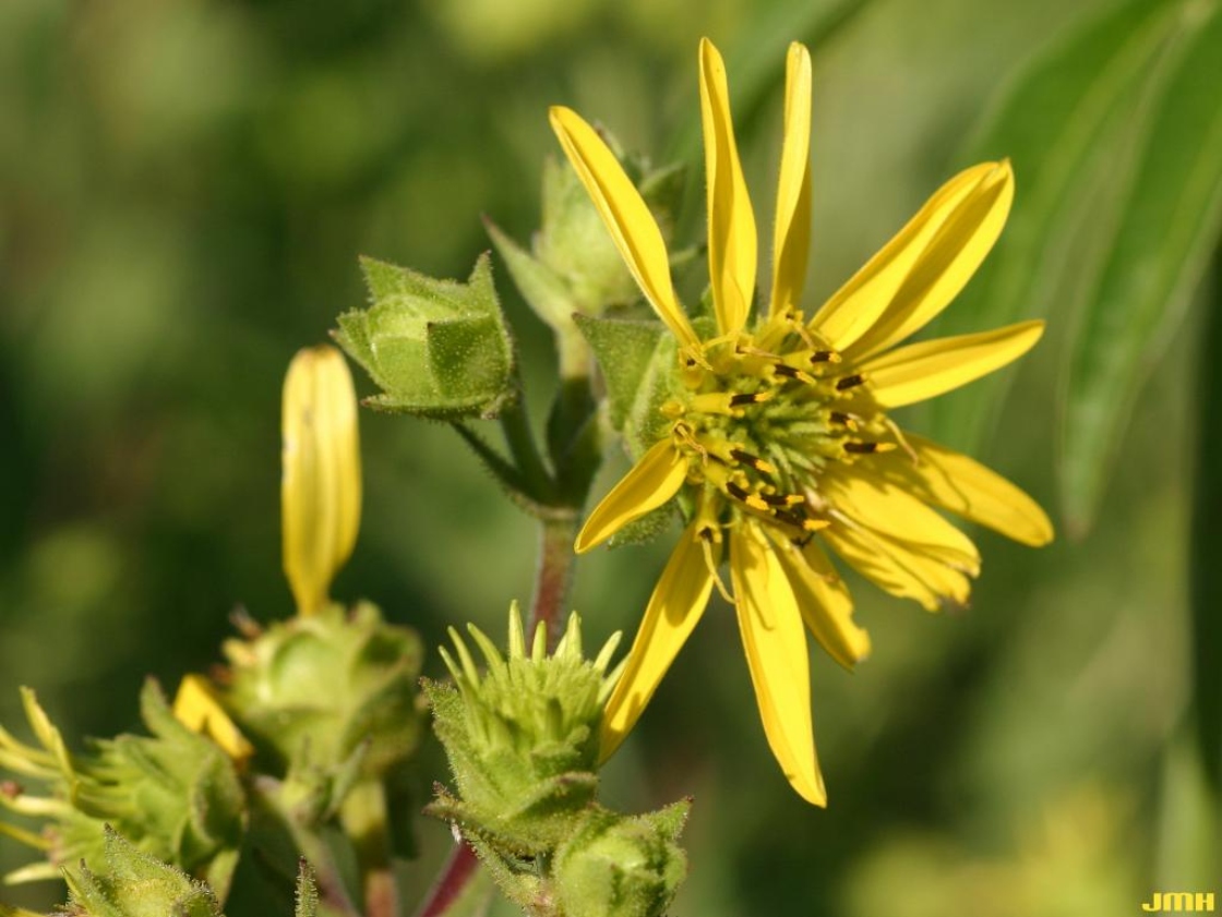 Silphium integrifolium Michx. (rosinweed), close-up of flower