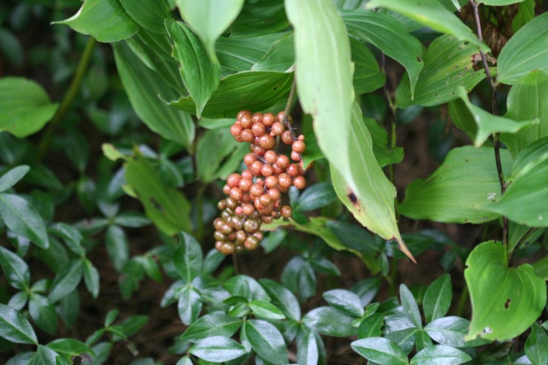 Maianthemum racemosum (L.) Link (feathery false Solomon’s seal), fruit