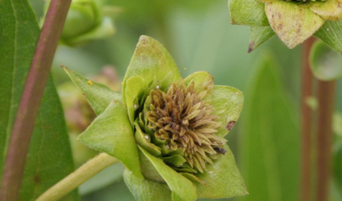 Silphium integrifolium Michx. (rosinweed), close-up of fruit