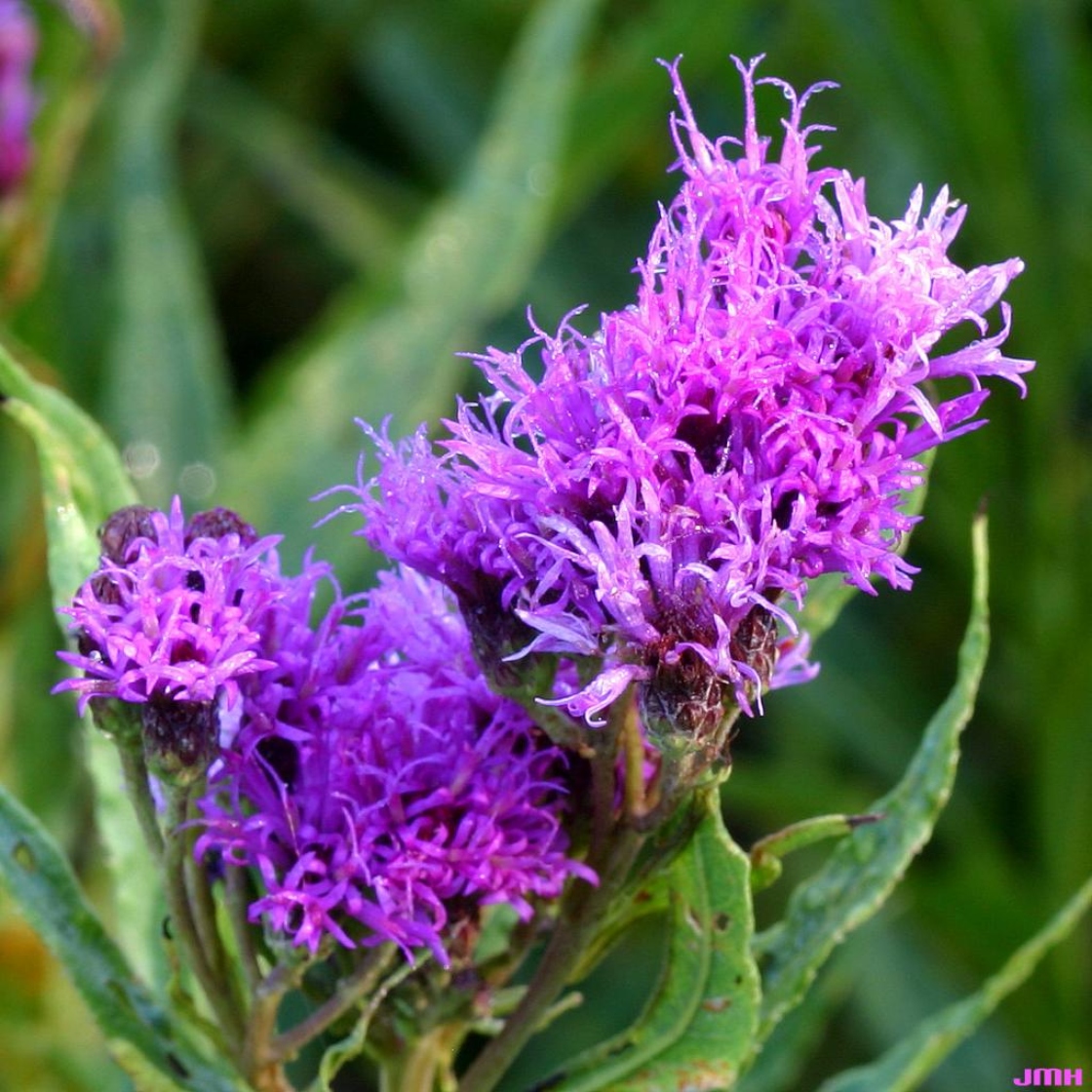 Vernonia fasciculata Michx. (common ironweed), close-up of flowers